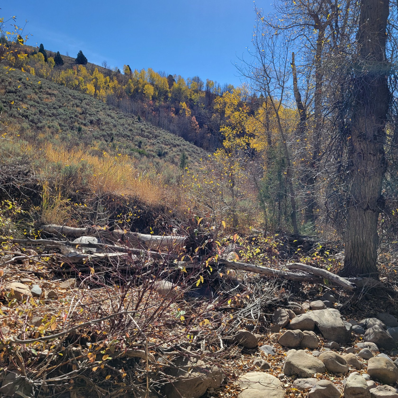 Natural landscape featuring a hillside covered in varied vegetation, including autumn foliage and evergreen trees