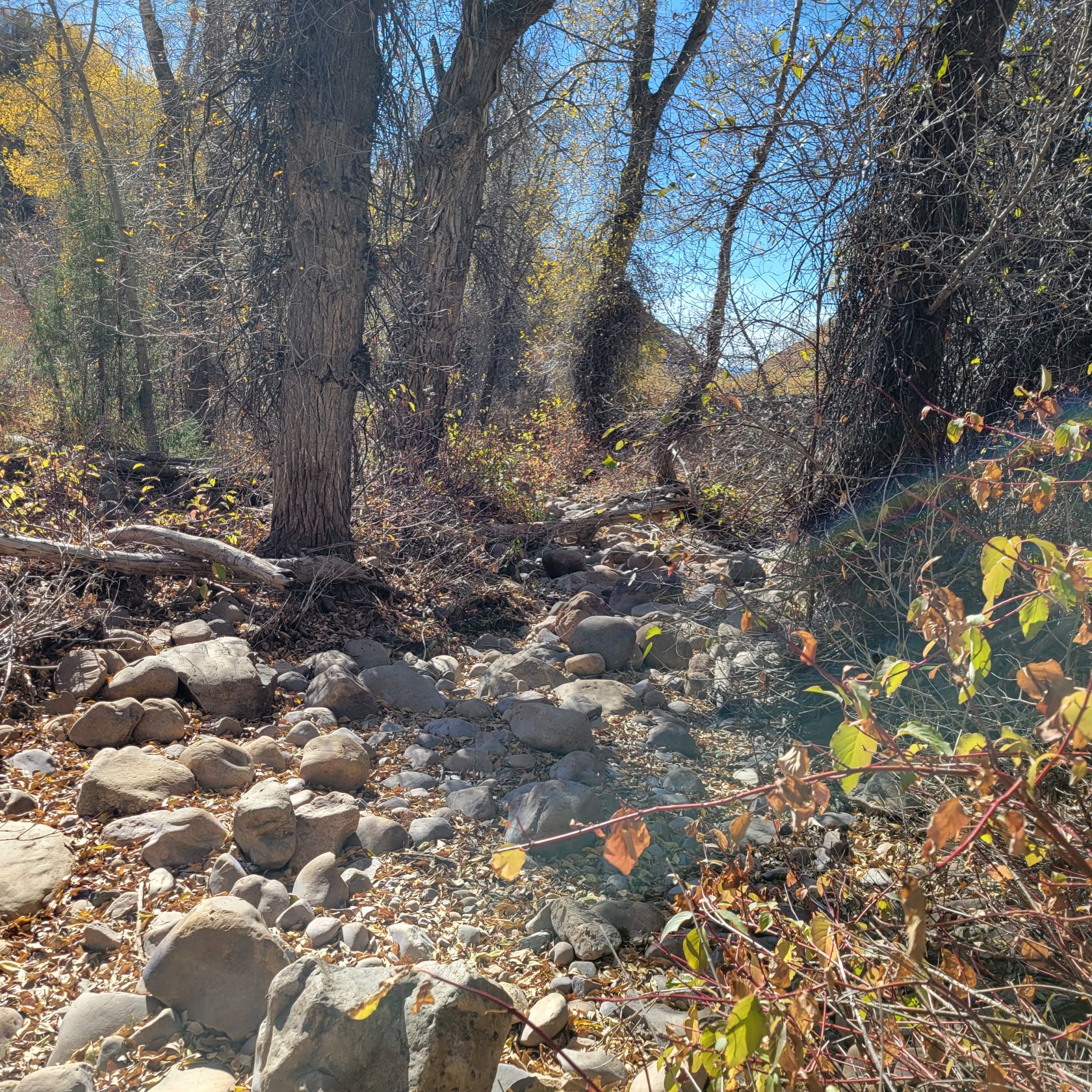 Natural landscape featuring mature trees, dry foliage, and a rocky streambed under a clear sky
