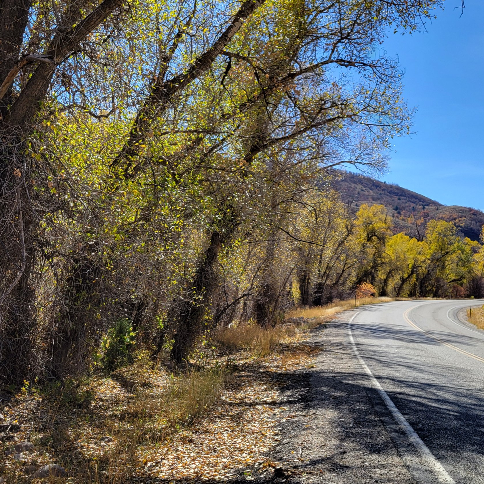Curving asphalt road bordered by mature trees with golden-green foliage