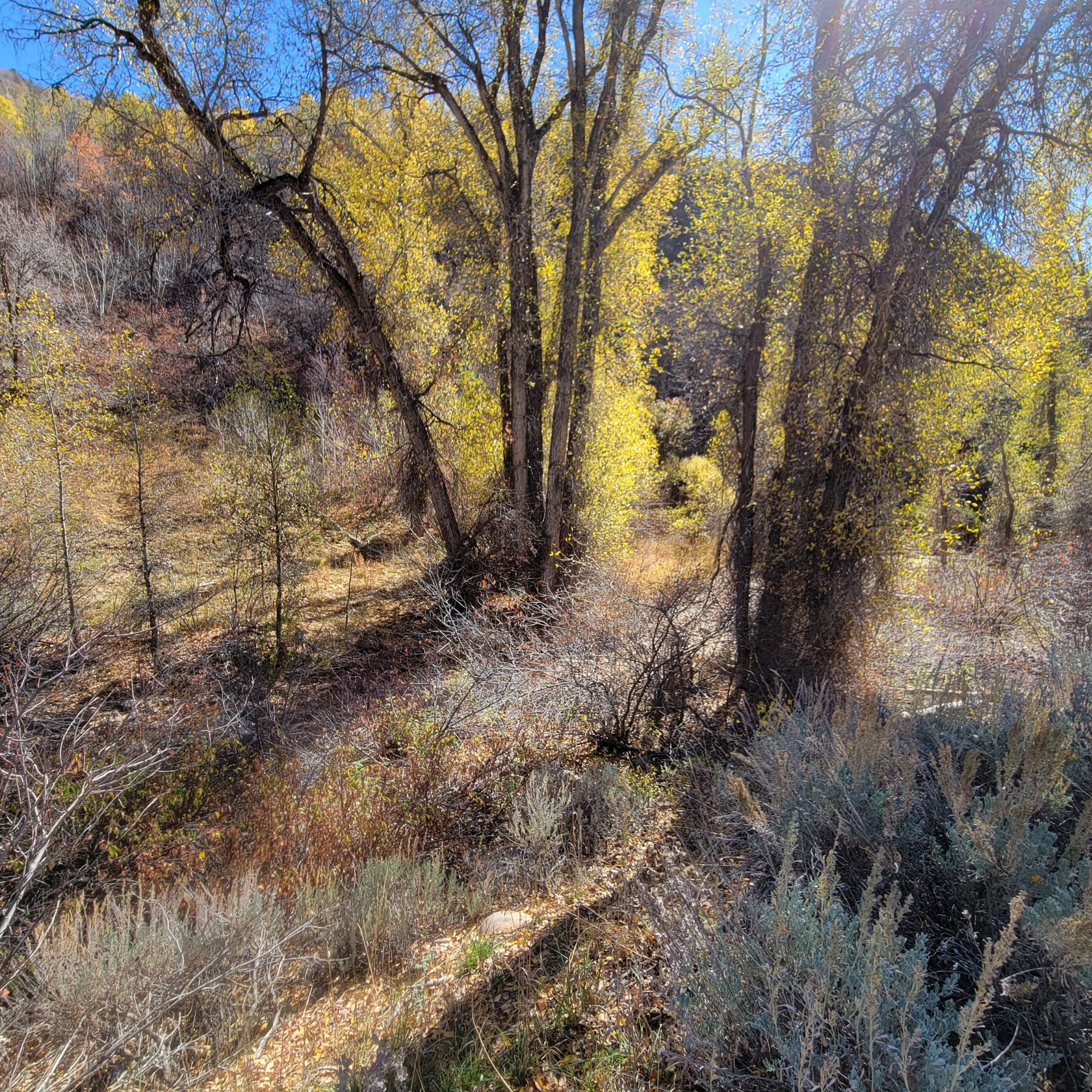 Wooded hillside property featuring a mix of mature deciduous trees with vibrant yellow foliage and natural shrubbery