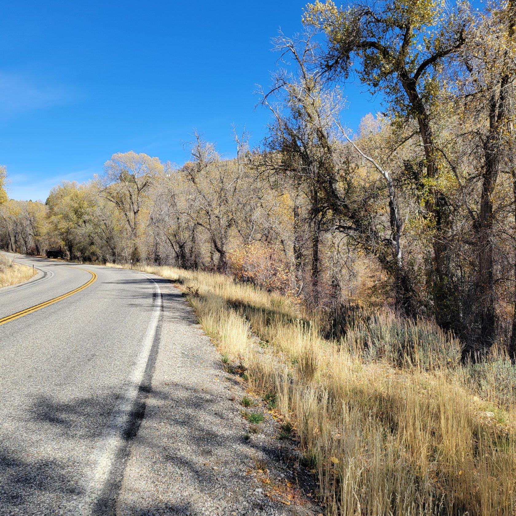 Paved road bordered by natural foliage