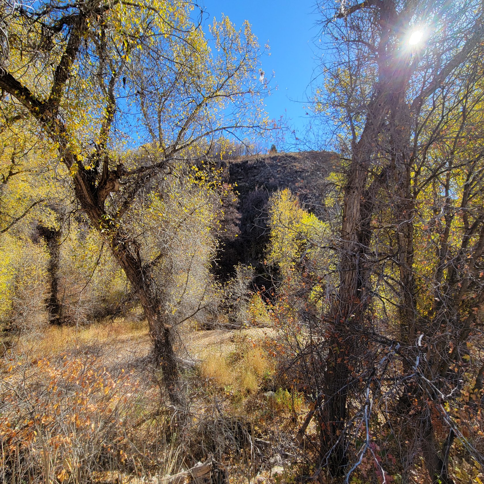 Natural landscape with mature trees featuring vibrant yellow foliage