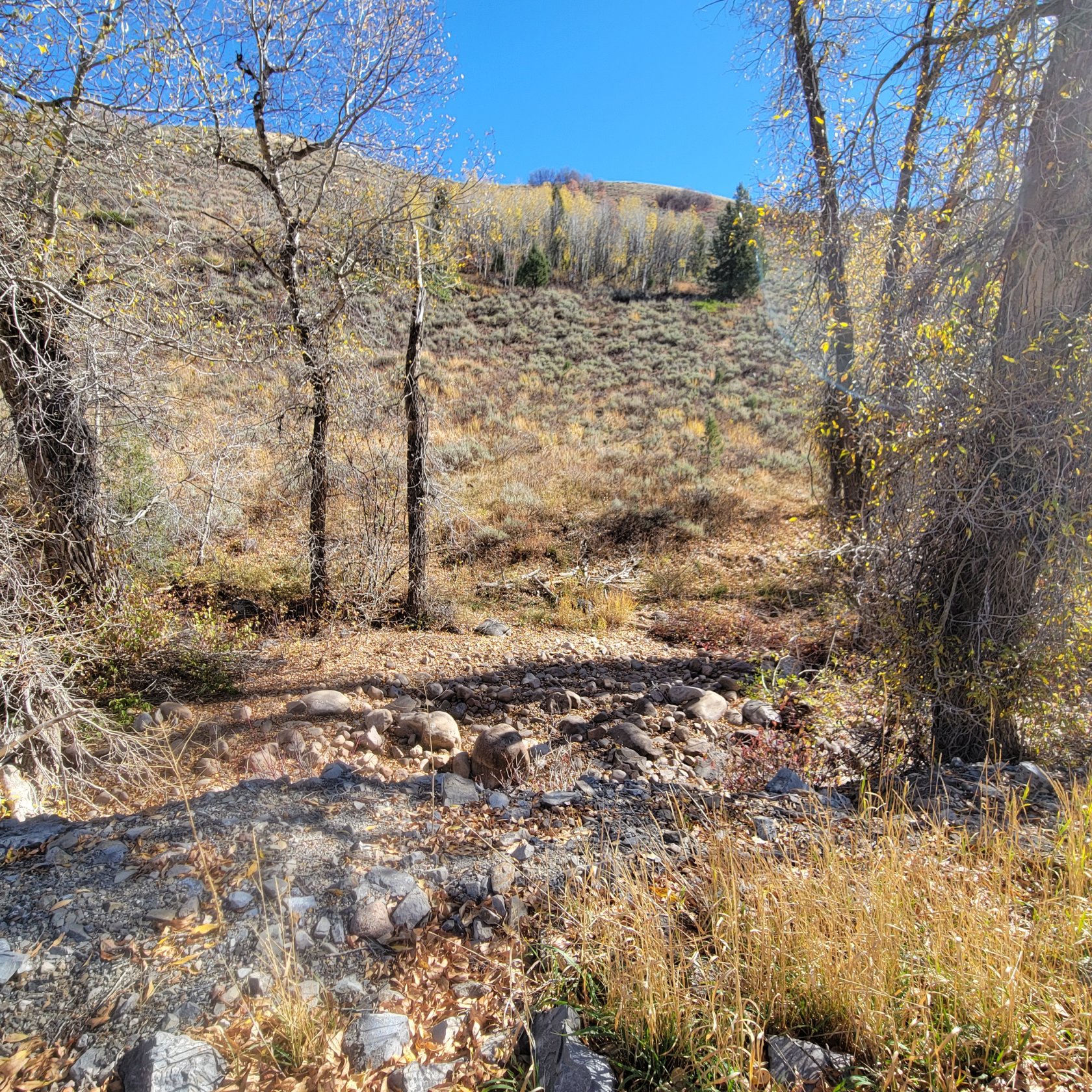 Natural landscape featuring a rocky creek bed and varied terrain with mature trees