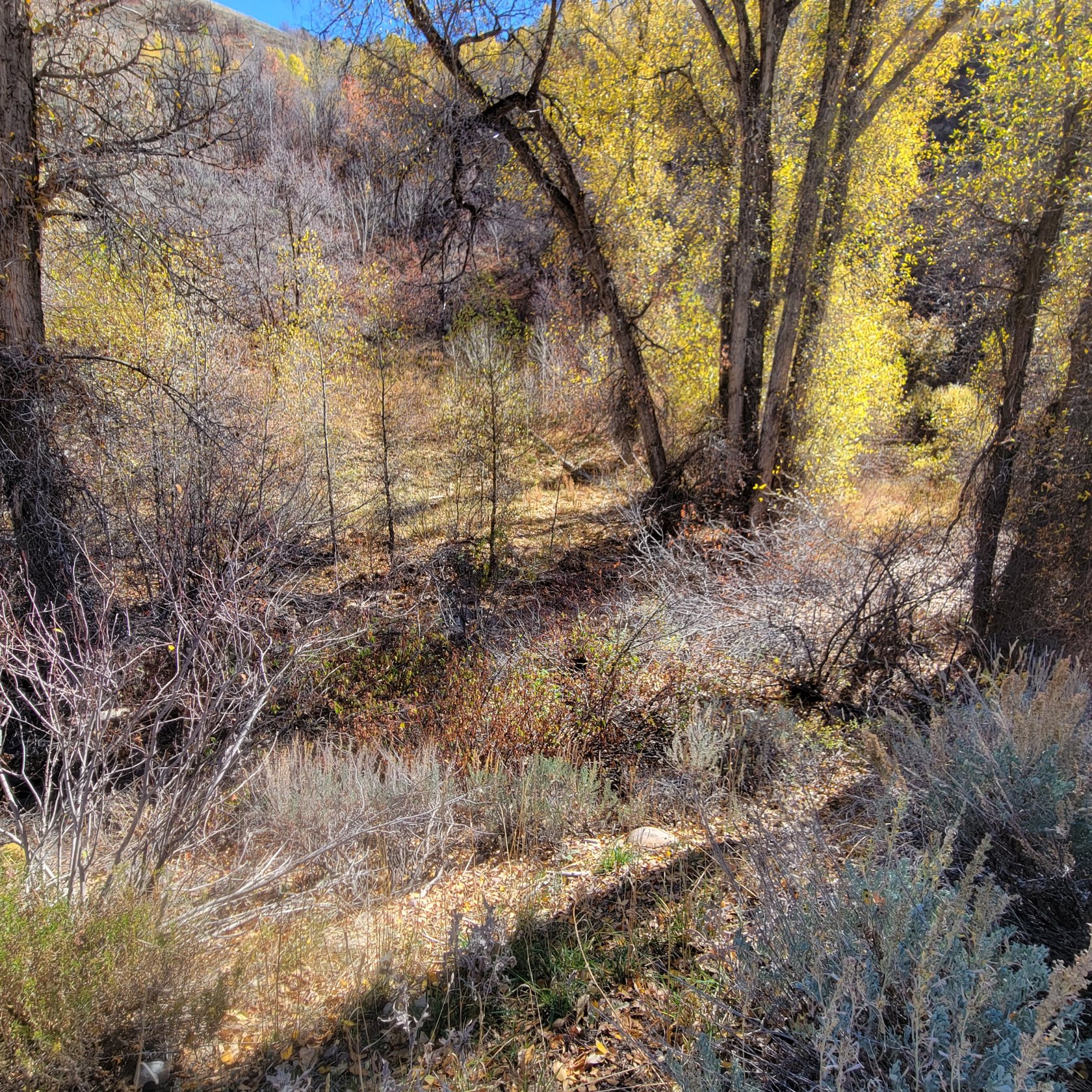 Natural terrain featuring varied foliage and mature trees with golden leaves