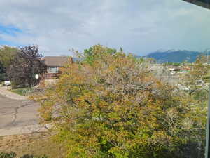 Expansive foliage with seasonal color variation framing a distant mountain range with snow-capped peaks