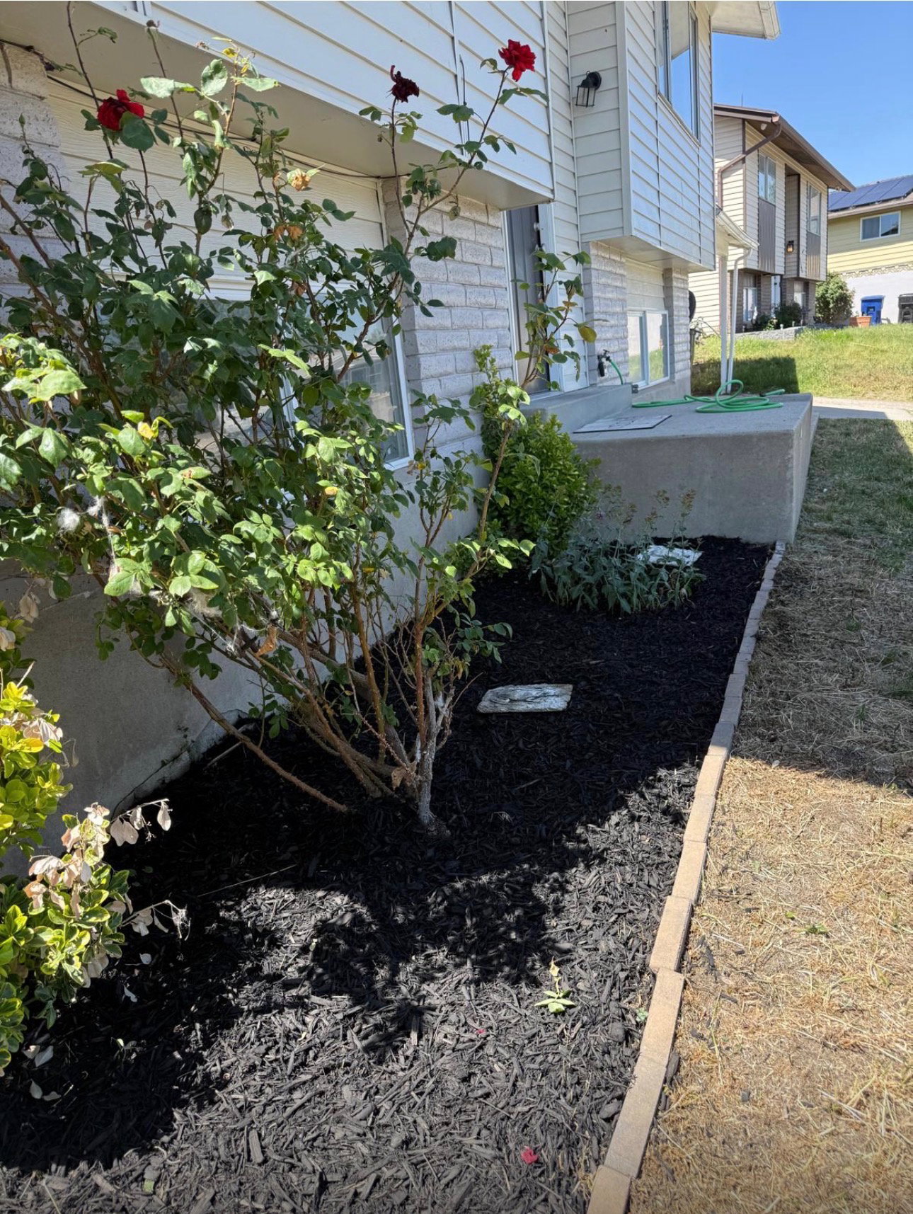 Landscaped garden bed featuring a mature rose bush with red blooms, surrounded by dark mulch
