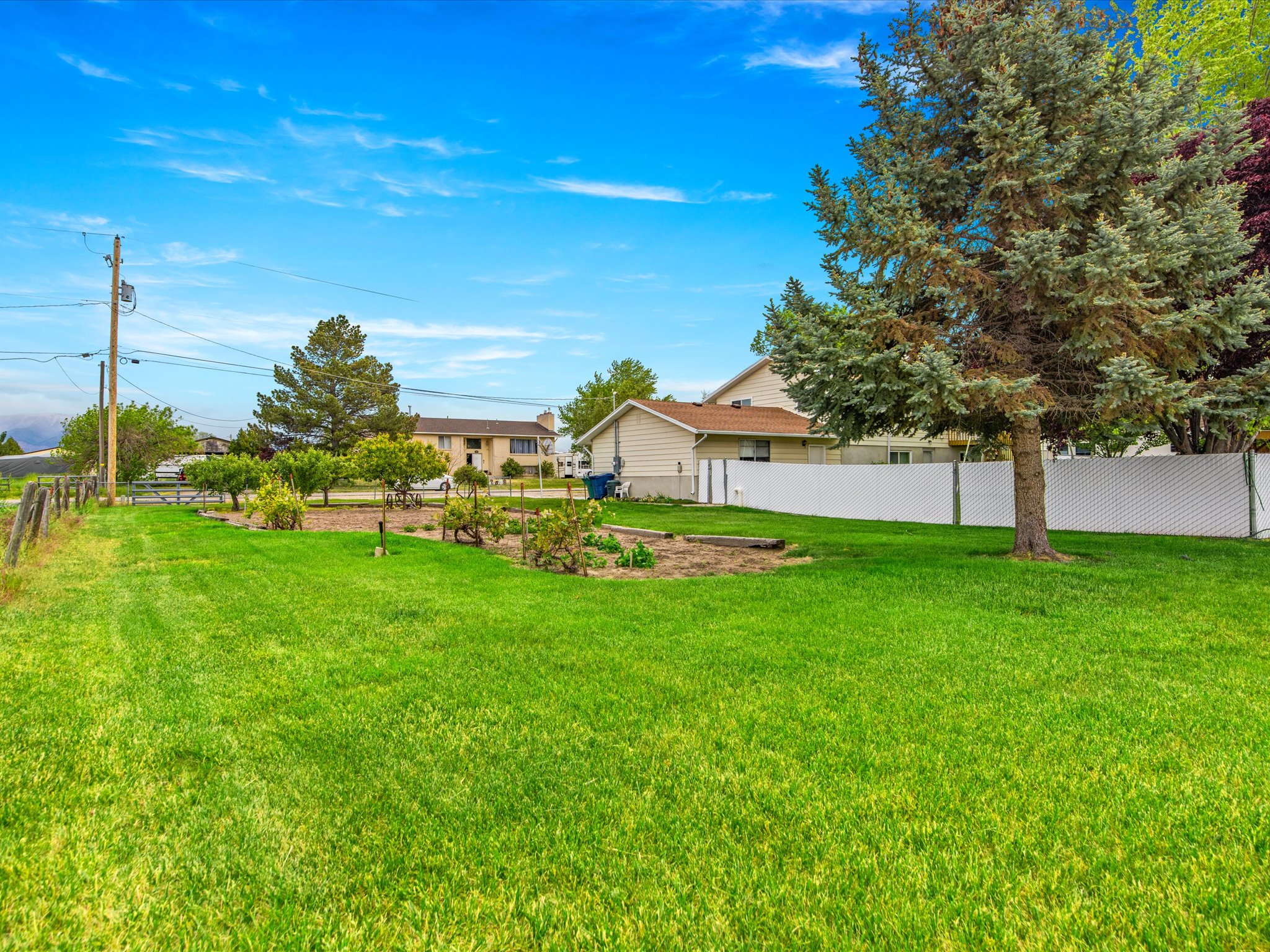 Expansive grassy area with a mature evergreen tree