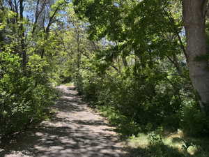 Oaklawn Park - Wooded Trails