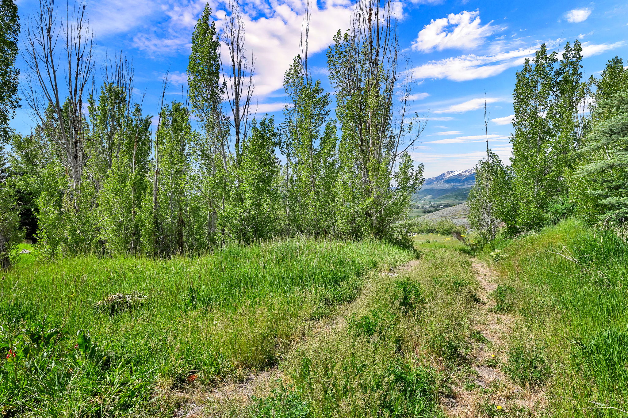 Expansive natural landscape featuring a verdant grassy terrain with a clear pathway, mature deciduous trees, and a distant mountain range under a blue sky with scattered clouds