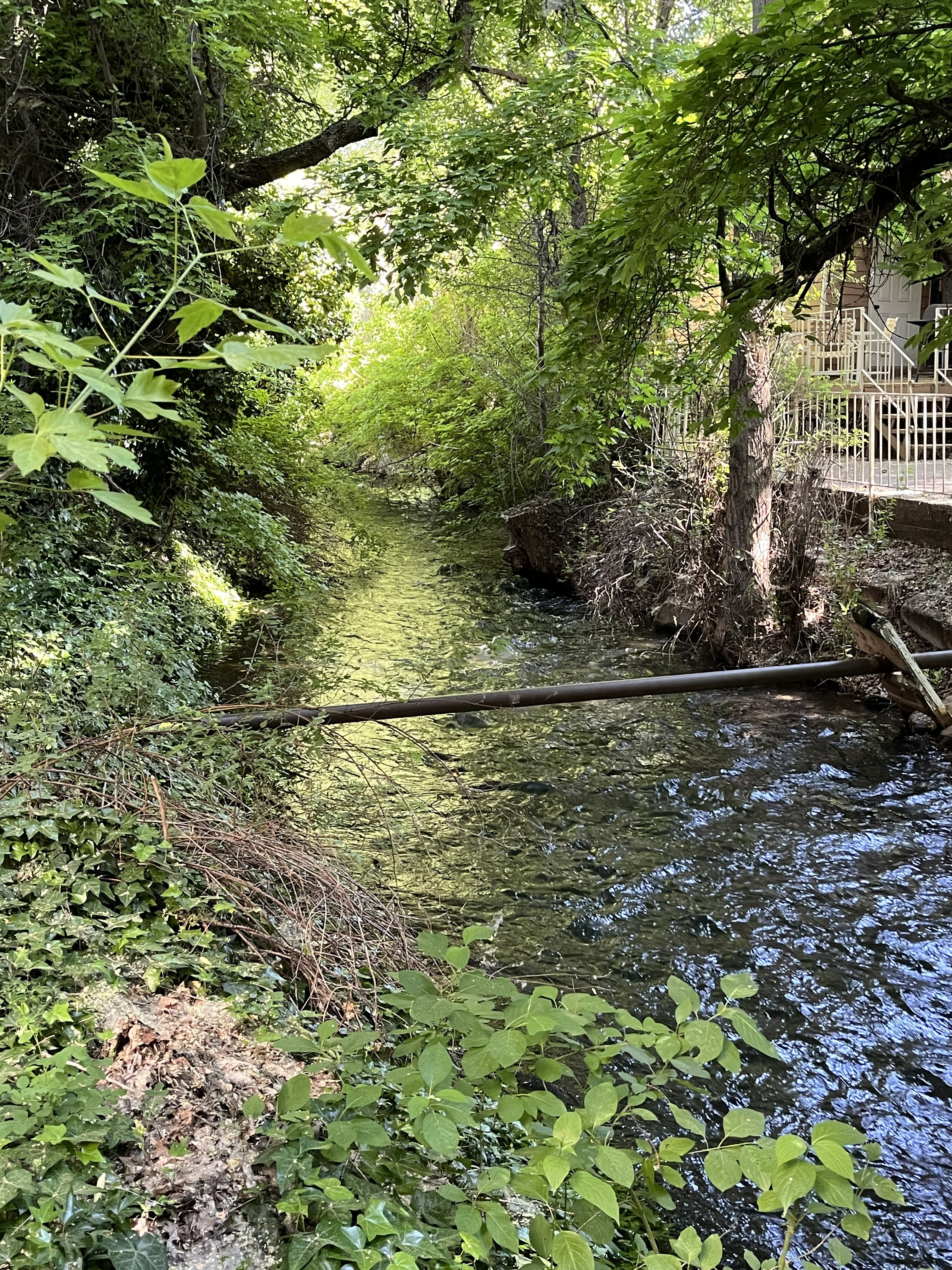 Natural creek flowing through a verdant landscape, featuring mature trees and lush foliage