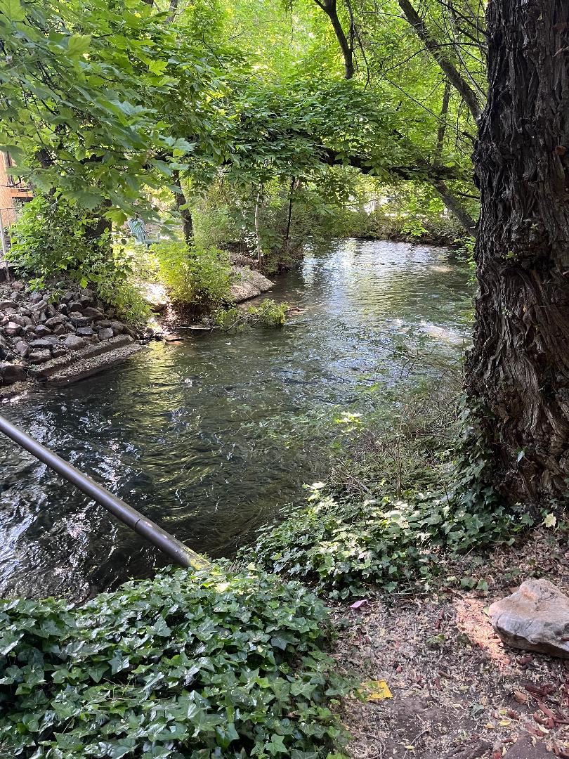 Natural water feature with surrounding lush green foliage