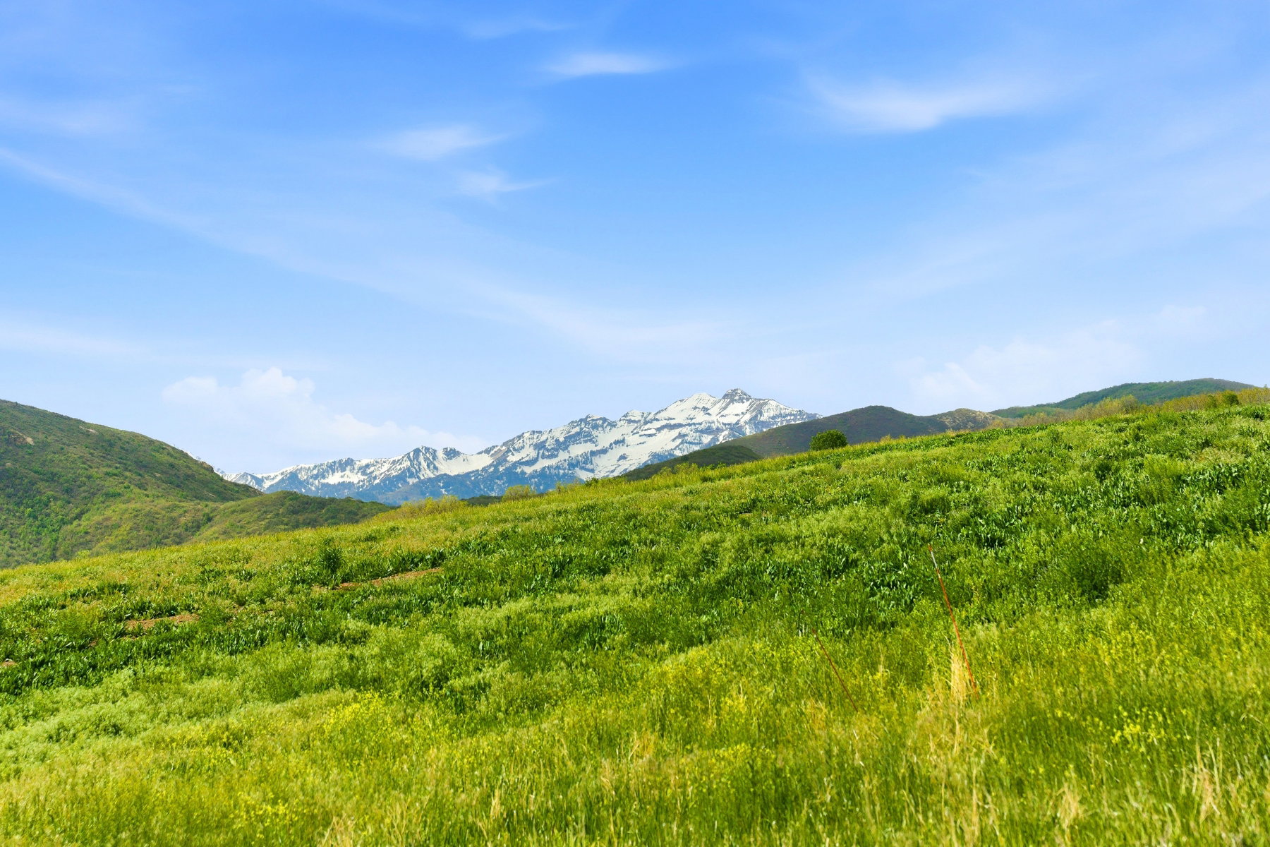 Rolling green hillside with distant snow-capped mountains under a clear blue sky