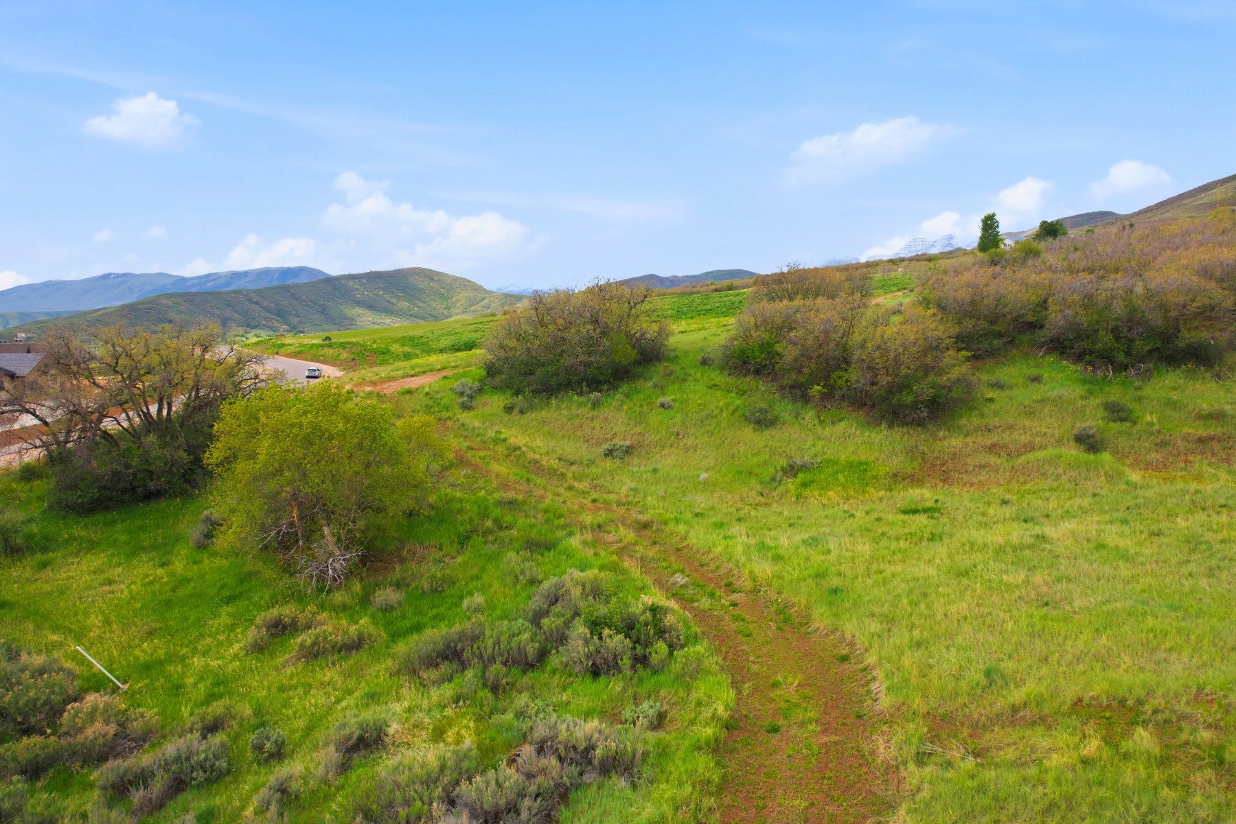 Expansive grassy hillside with mature green trees and various low-lying shrubs
