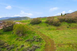 Expansive grassy hillside with mature green trees and various low-lying shrubs