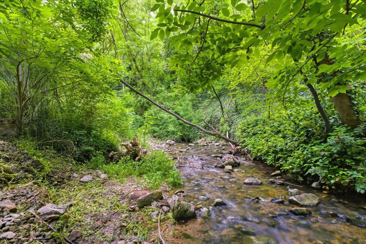 Natural stream flowing through a lush, verdant landscape with abundant foliage