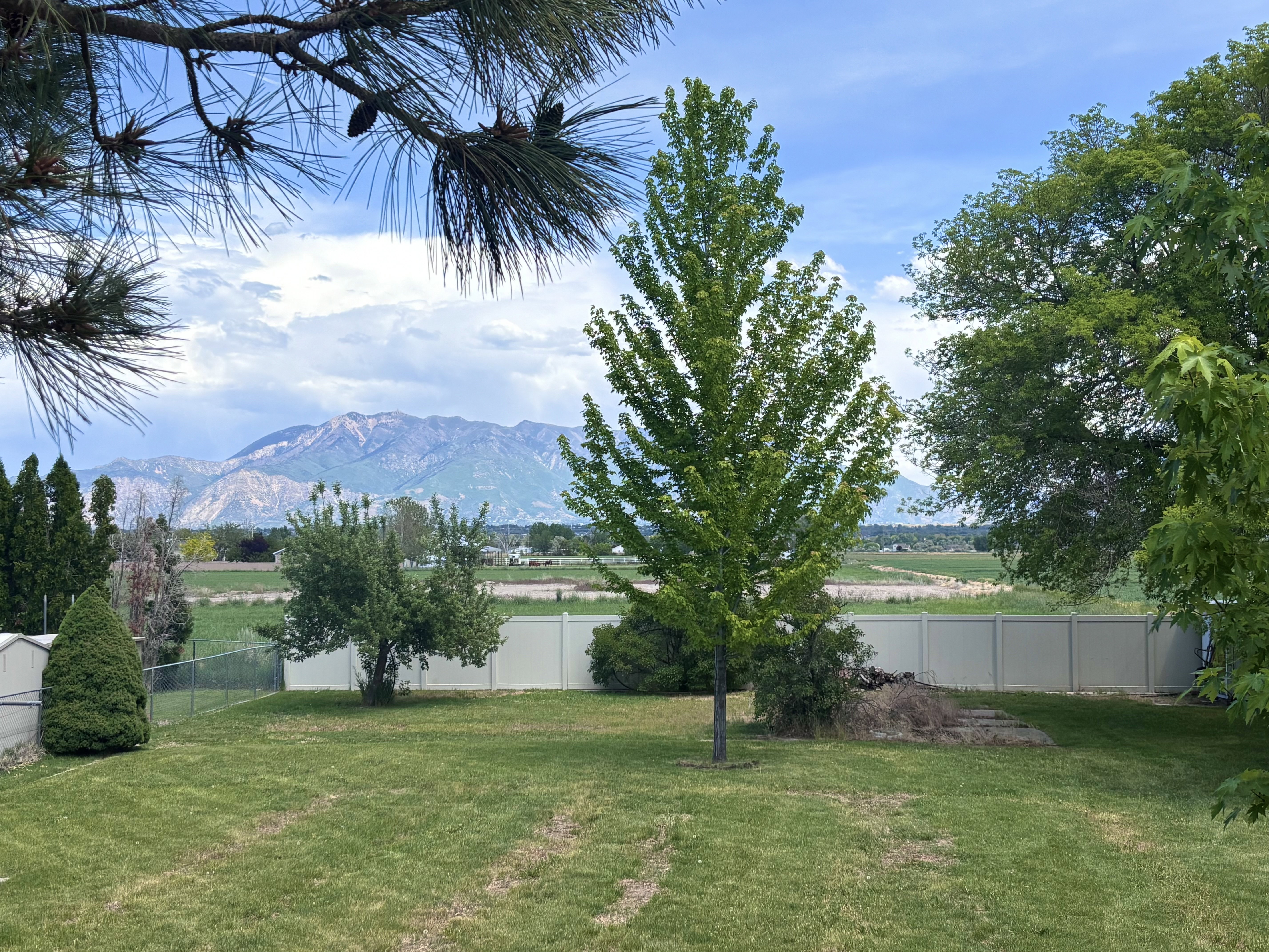 Expansive green lawn with mature trees and a vinyl privacy fence