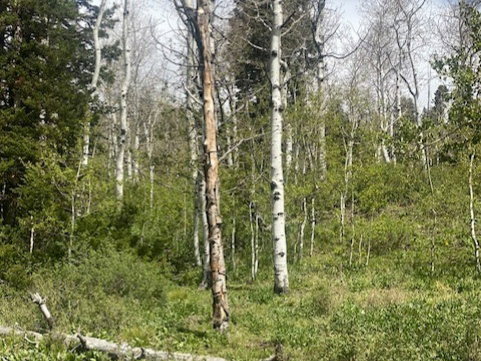 Wooded property featuring a mix of mature deciduous and evergreen trees, dense undergrowth, and natural ground cover