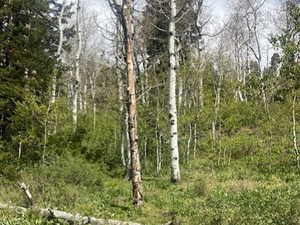 Wooded property featuring a mix of mature deciduous and evergreen trees, dense undergrowth, and natural ground cover