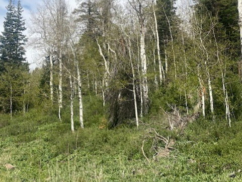 Wooded terrain featuring a mix of mature aspen and pine trees