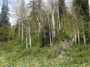 Wooded terrain featuring a mix of mature aspen and pine trees