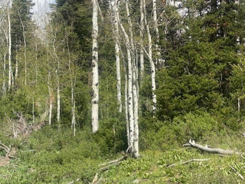 Mature aspen trees and evergreens define this natural landscape