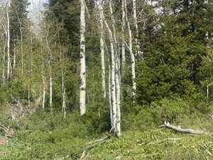 Mature aspen trees and evergreens define this natural landscape