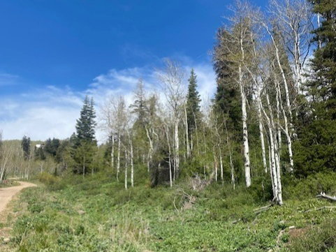 Expansive natural landscape featuring mature trees, diverse ground cover, and a clear blue sky overhead
