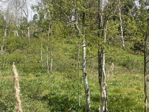 Natural landscape featuring a collection of deciduous and evergreen trees, with a prominent grove of aspens
