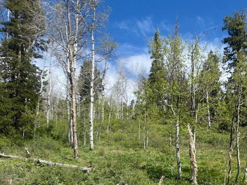 Elevated natural terrain featuring a mix of mature evergreen and deciduous trees
