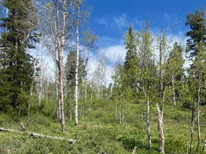Elevated natural terrain featuring a mix of mature evergreen and deciduous trees
