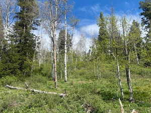 Wooded hillside lot featuring a mix of evergreen and deciduous trees, with abundant ground cover and natural foliage