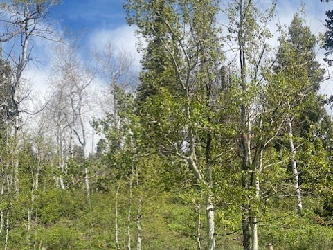 Natural landscape featuring mature trees, verdant undergrowth, and a clear blue sky