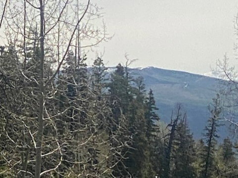 Wooded mountain landscape featuring mature deciduous and evergreen trees with a distant mountain peak