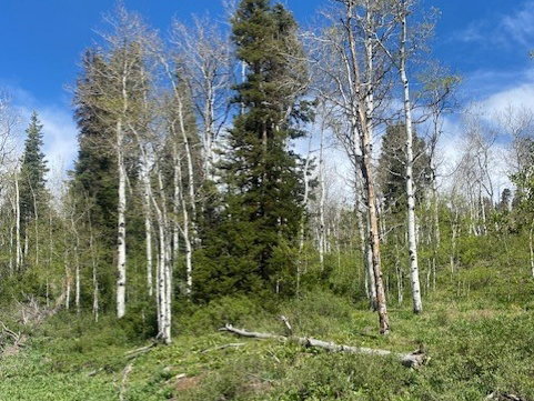 Wooded landscape featuring a mix of evergreen and deciduous trees, with dense ground cover and natural terrain