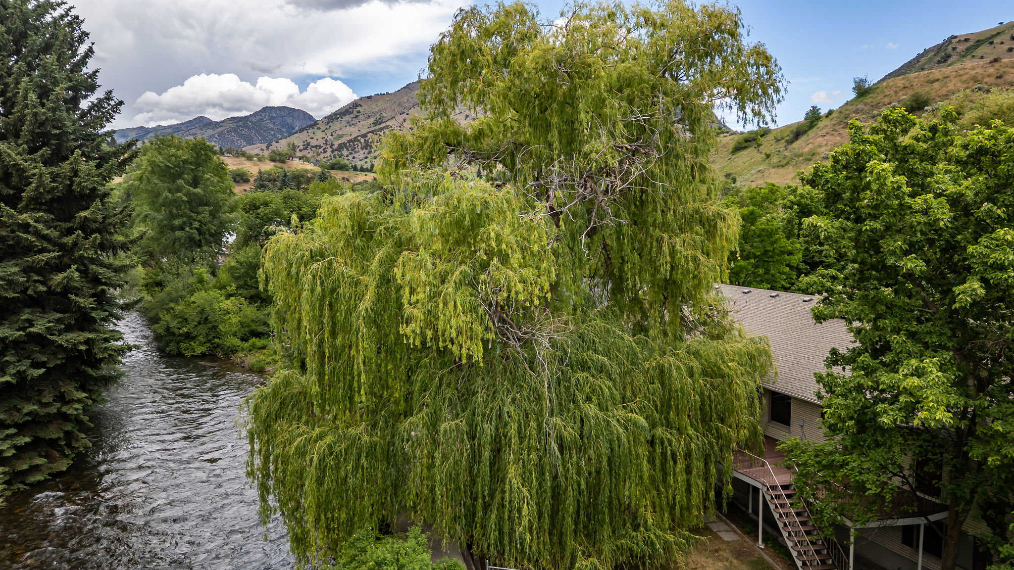 Mature weeping willow tree providing natural screening