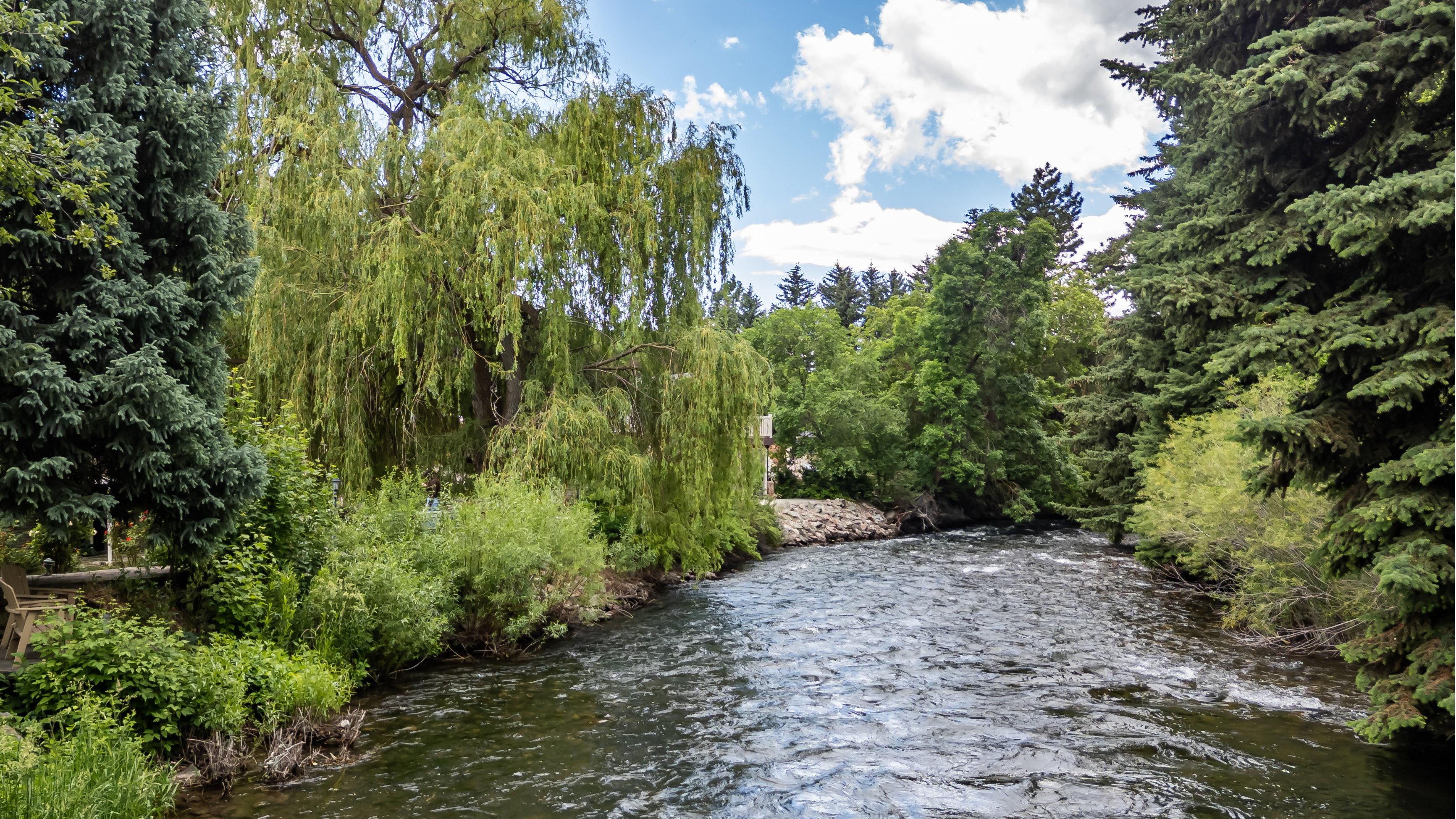 Riverfront setting with a prominent weeping willow tree and dense evergreen foliage
