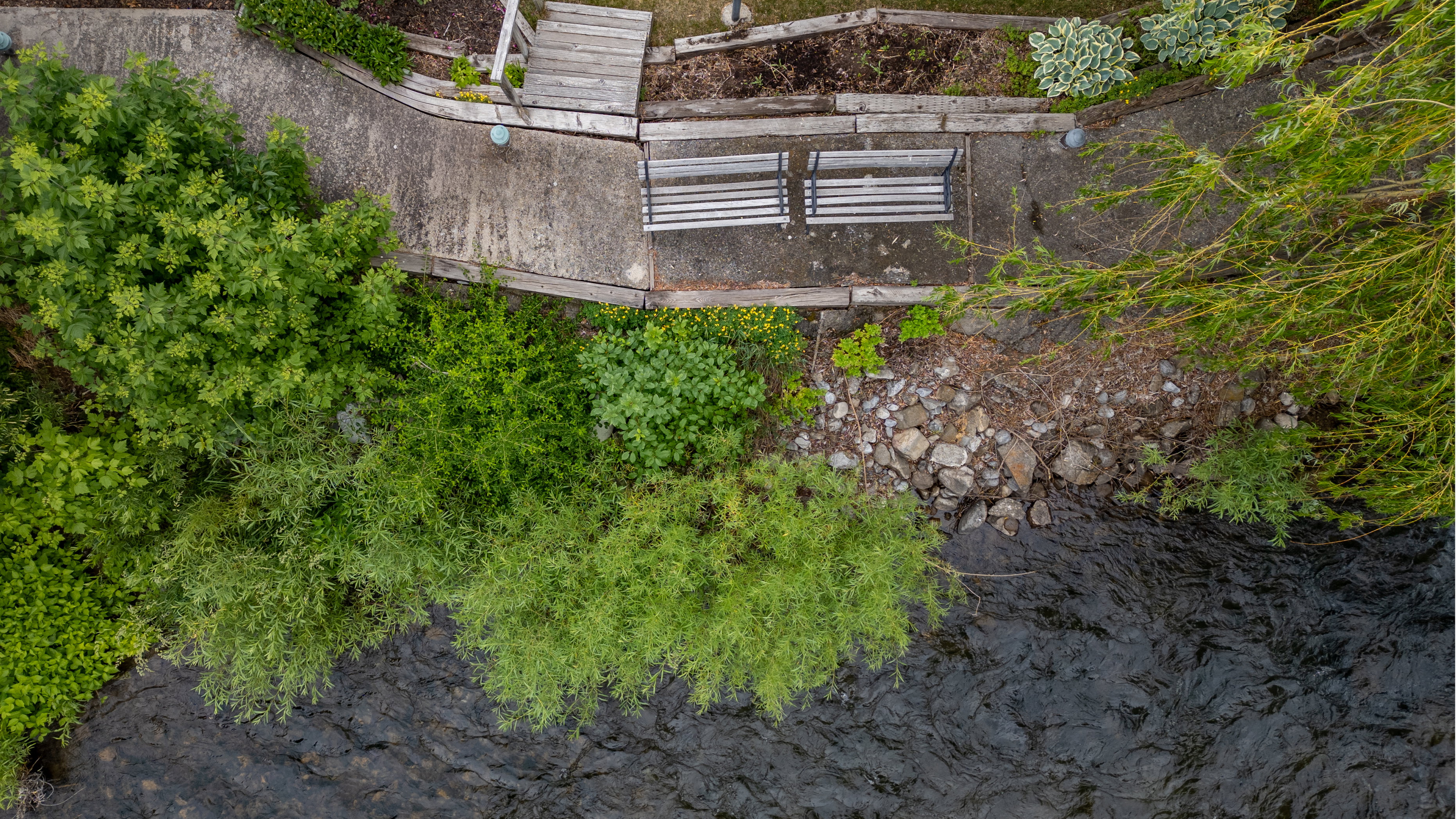 Riverside path featuring mature trees, concrete walkway, wooden decking, and two park benches