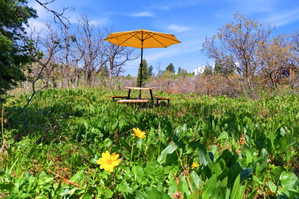 Expansive green space featuring mature trees and established ground cover