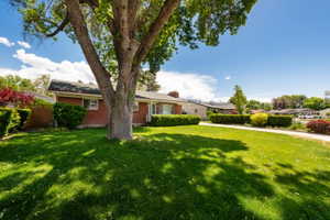 Expansive front lawn with a mature tree, brick exterior, and a manicured hedge line