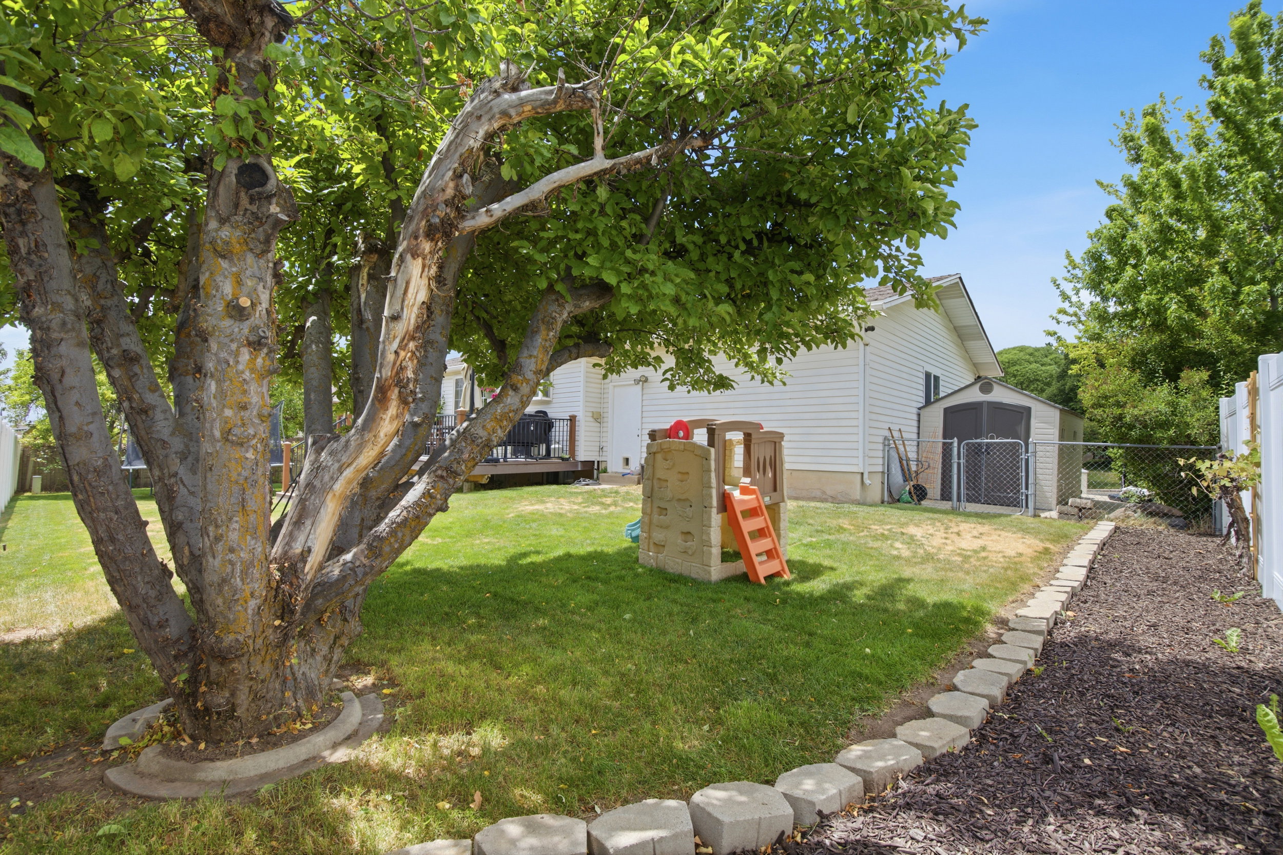 Expansive backyard featuring a mature shade tree, manicured lawn, and a mulched border with concrete edging