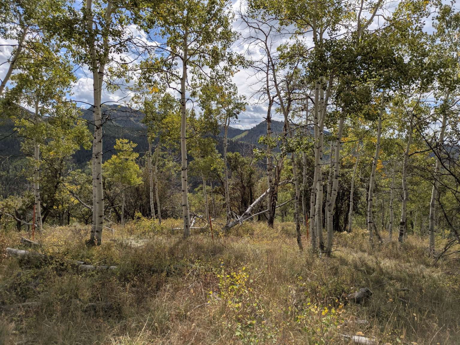 Wooded terrain featuring mature aspen trees and varied foliage