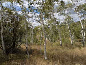Wooded parcel featuring numerous mature aspen trees with white bark and green foliage