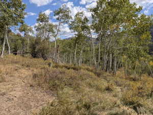 Wooded terrain featuring a stand of mature deciduous trees and natural ground cover