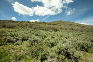 Rolling hillside landscape featuring varied natural vegetation, including low-lying shrubs and distant trees