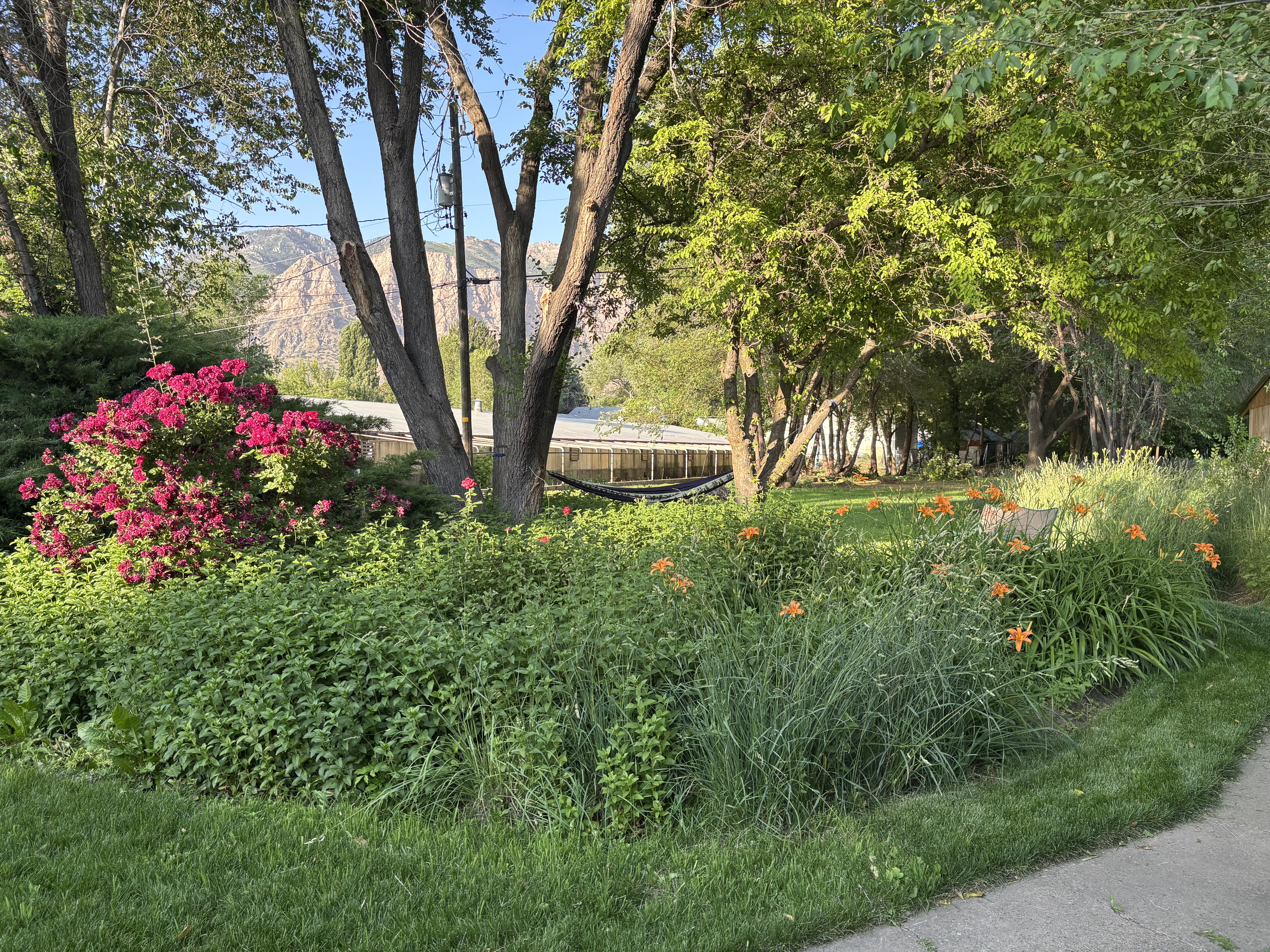 Lush landscaping featuring vibrant pink flowering shrubs, mature trees, and a hammock