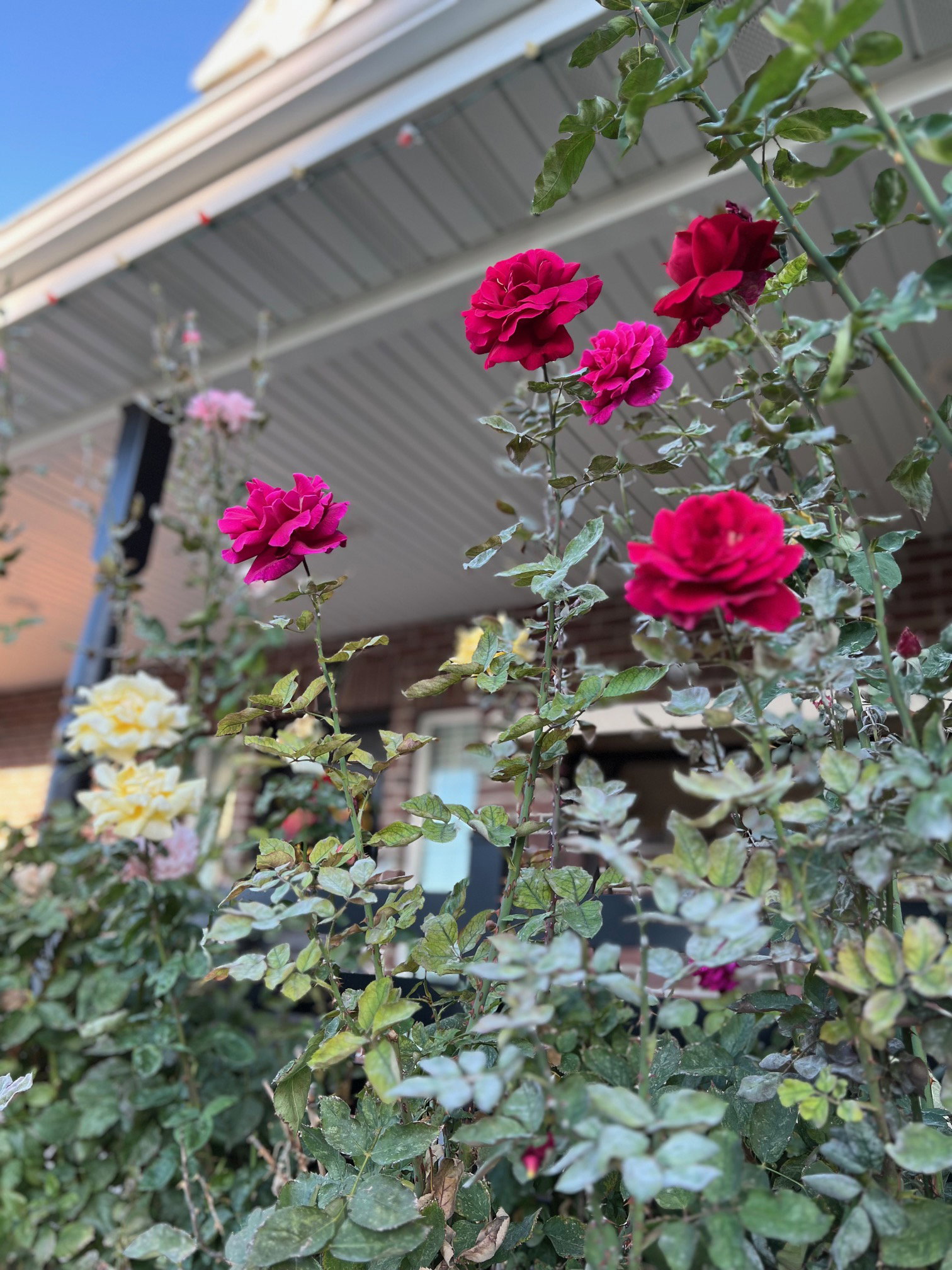 Vibrant rose bushes featuring red and yellow blooms