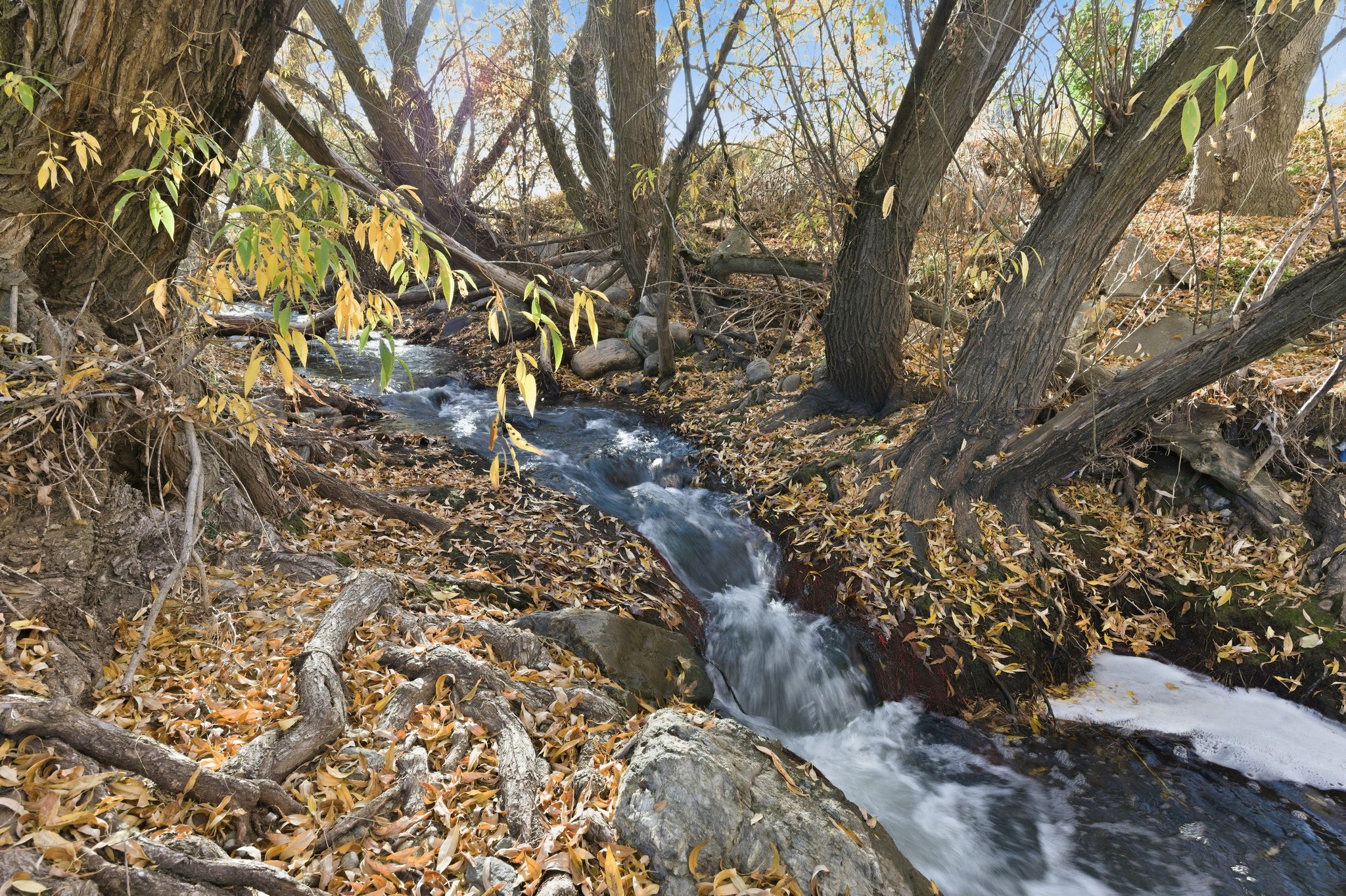 Natural water feature with flowing stream, surrounded by mature trees with visible roots, and a ground covering of fallen leaves