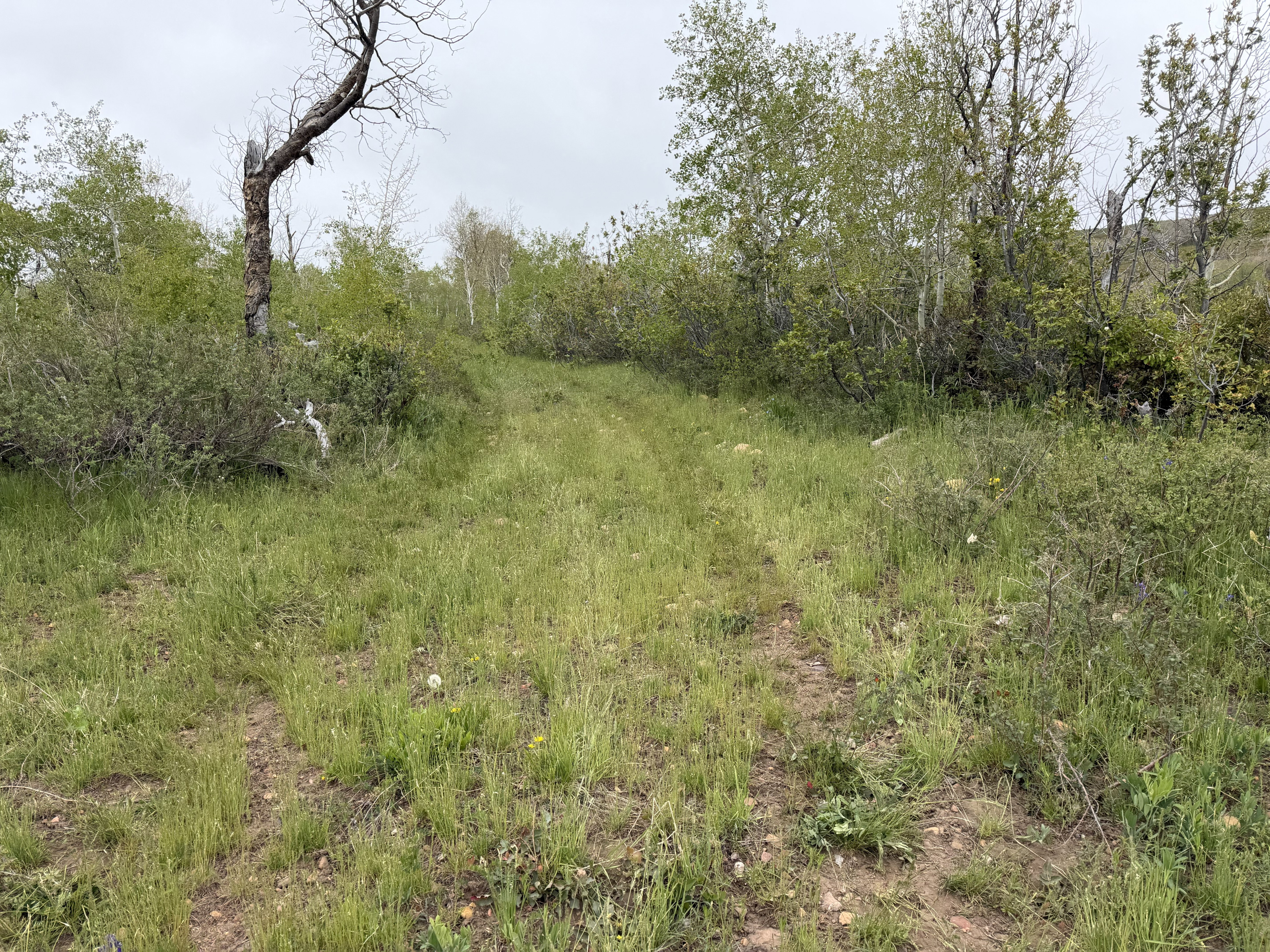 Dirt path traversing a natural landscape with varied vegetation