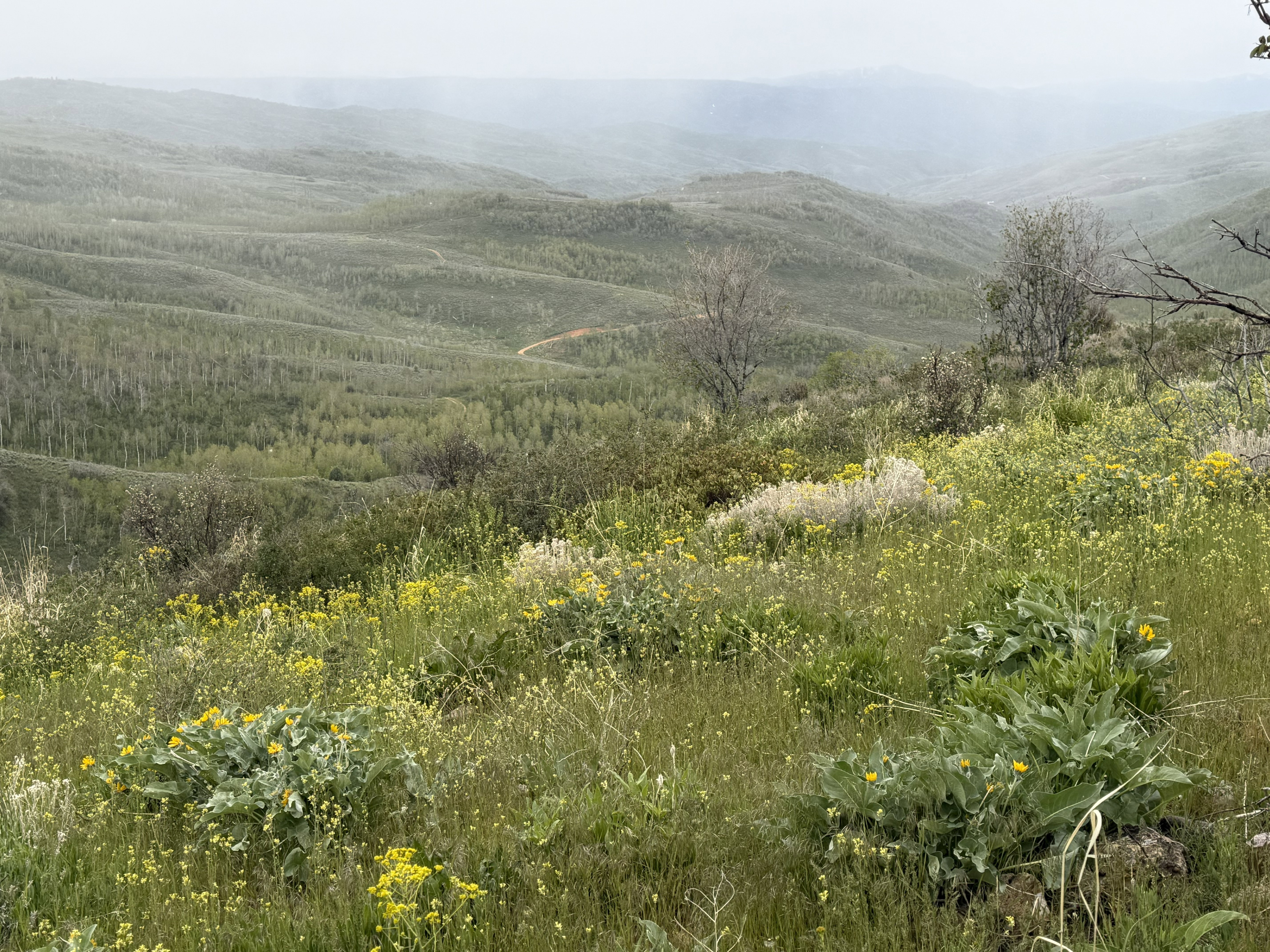 Expansive natural landscape featuring rolling hills and abundant green foliage