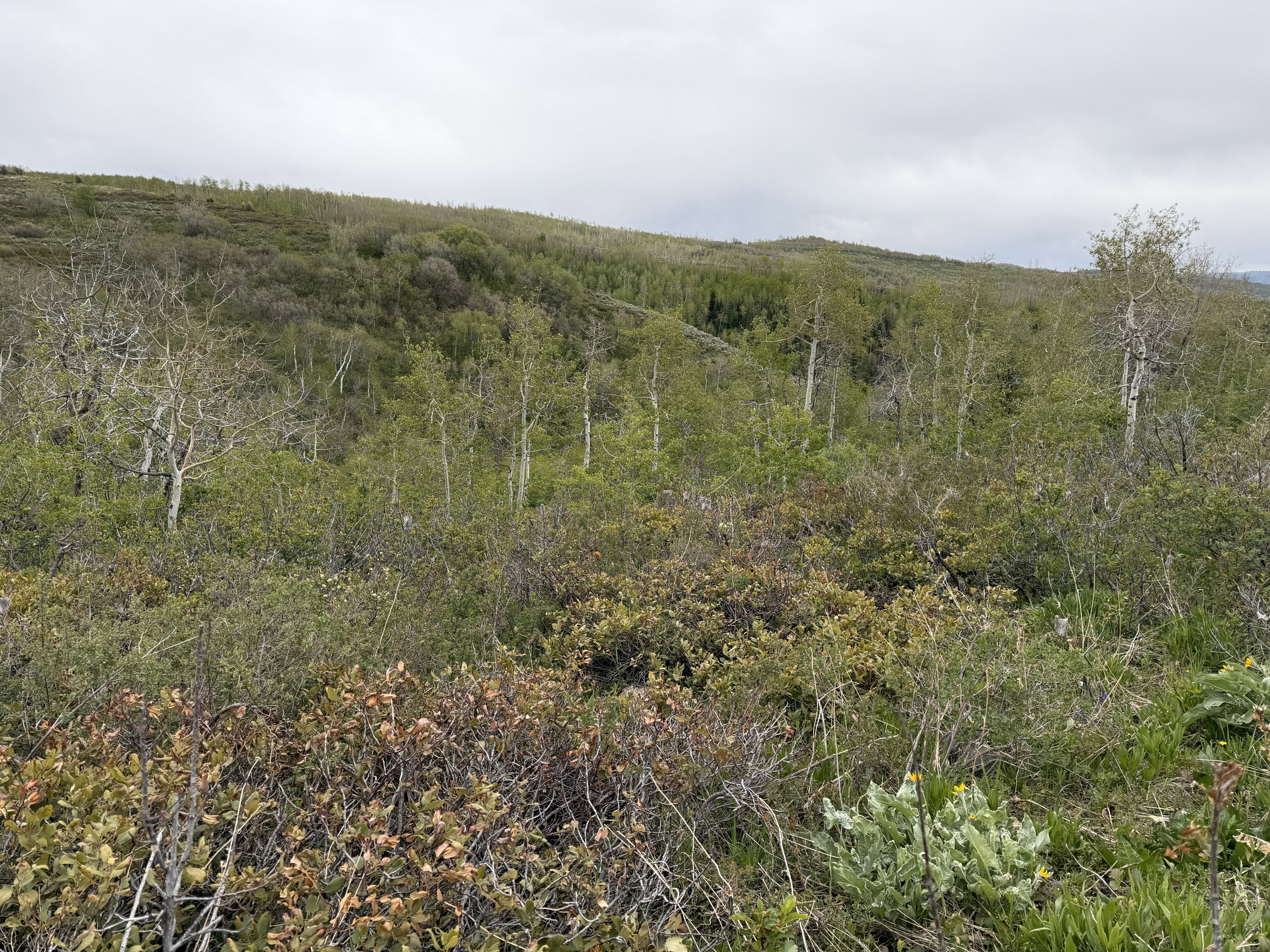 Hillside terrain with varied green foliage and scattered deciduous trees